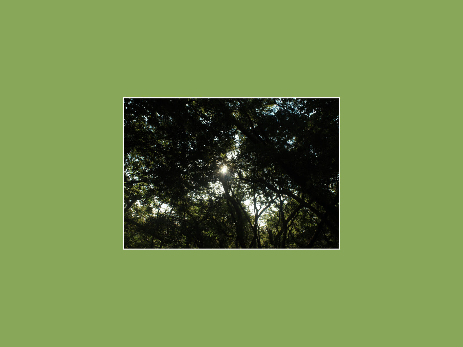 Sunbeam Hide-and-Seek