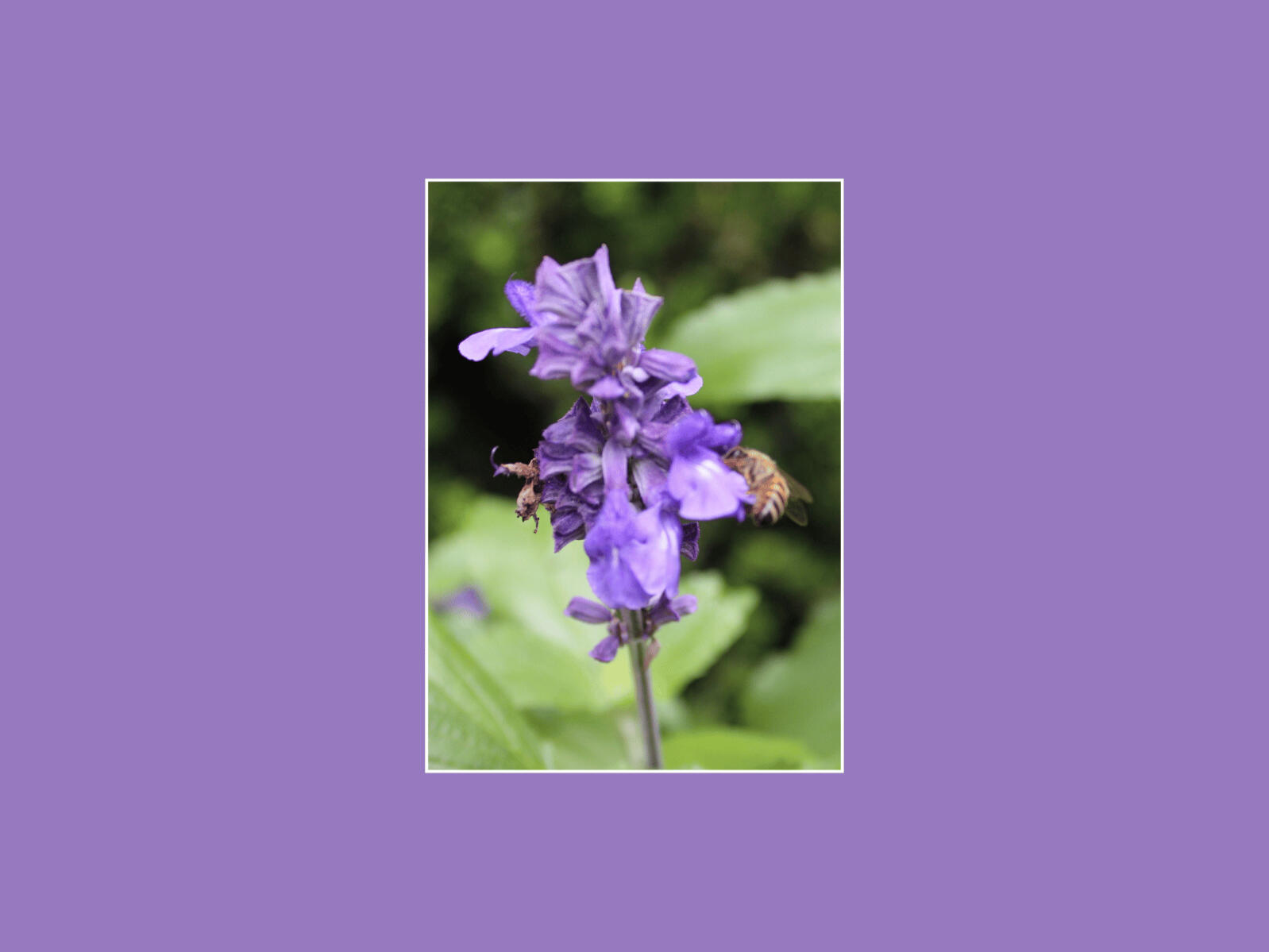 A Little Bee’s Big Job